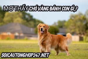 Mơ thấy chó vàng có ý nghĩa gì ?