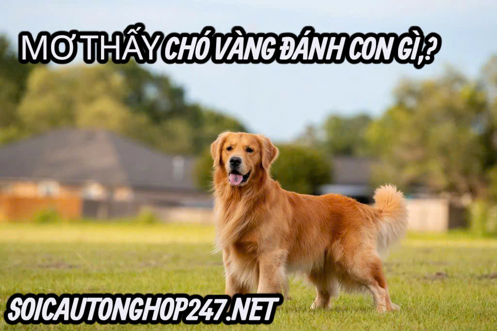 Mơ thấy chó vàng có ý nghĩa gì ?